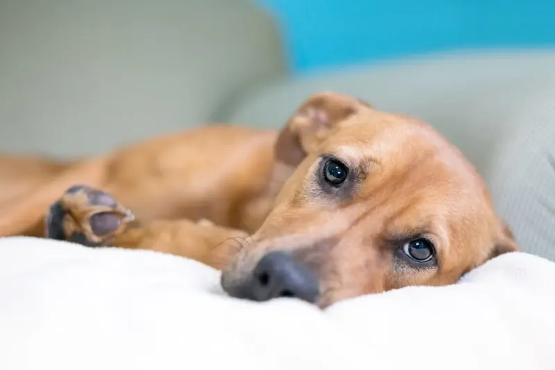 Asthma in Dogs: Signs & Treatment Asthma in Dogs: Signs & Treatment