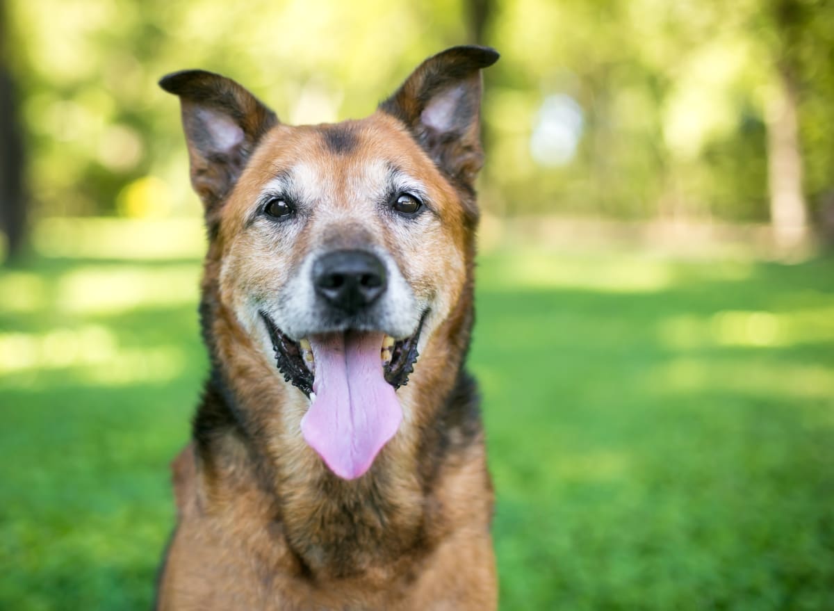 Senior Dog Care: How to Take Care of an Old Dog Senior Dog Care: How to Take Care of an Old Dog