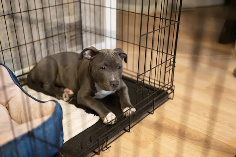 Crate Training 101: How To Stop Whining In Dogs Crate Training 101: How To Stop Whining In Dogs