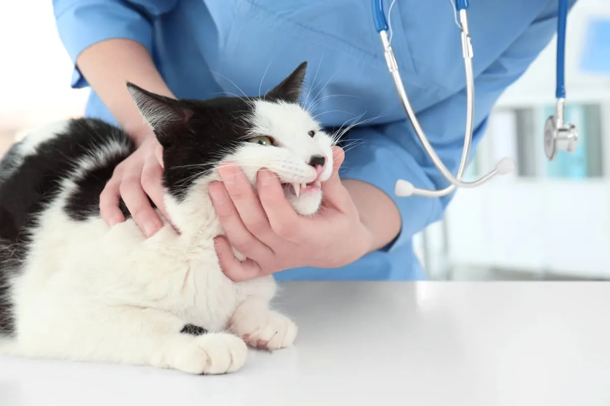 How to Clean Cat's Teeth