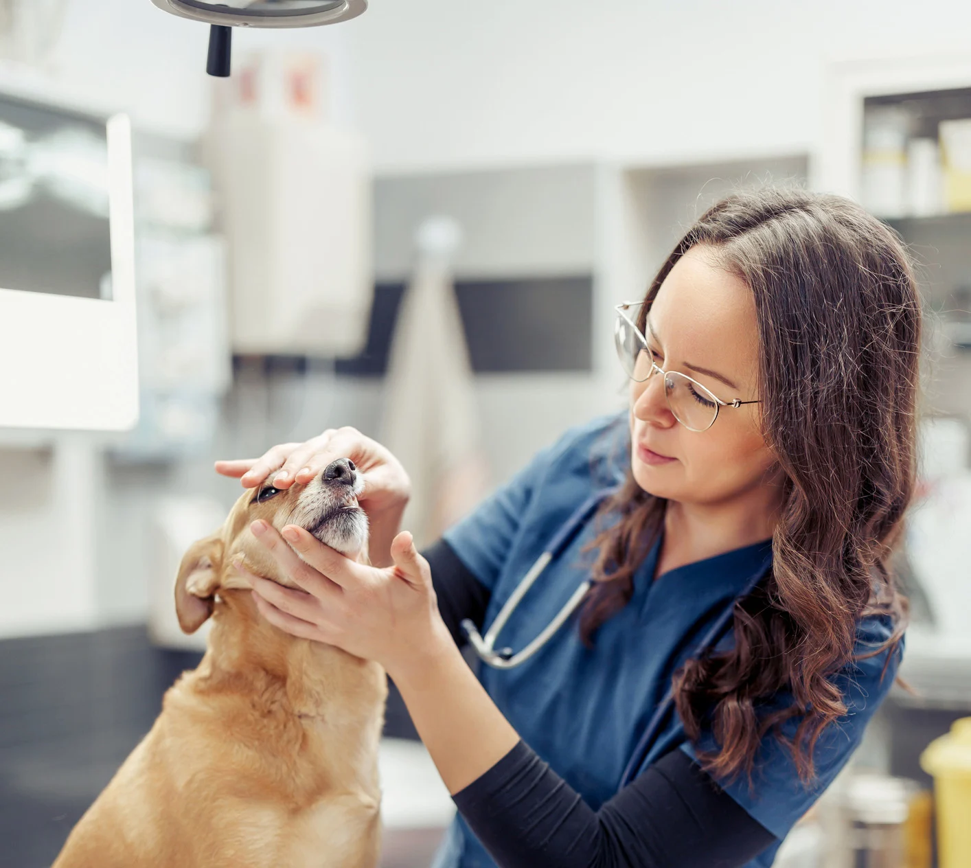 Vet performing dog exam.