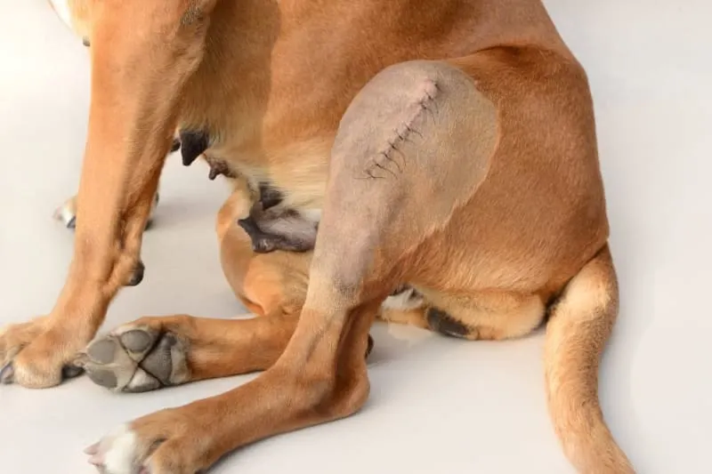 Torn ACL Surgery for Dogs Torn ACL Surgery for Dogs