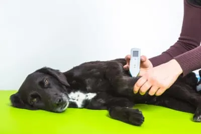 Cold Laser Therapy for Pets