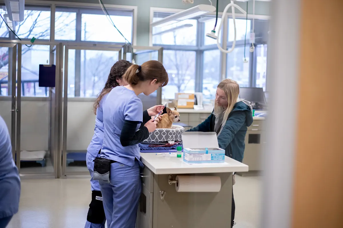 Veterinary team preparing a syringe for a small tan Chihuahua during a medical procedure