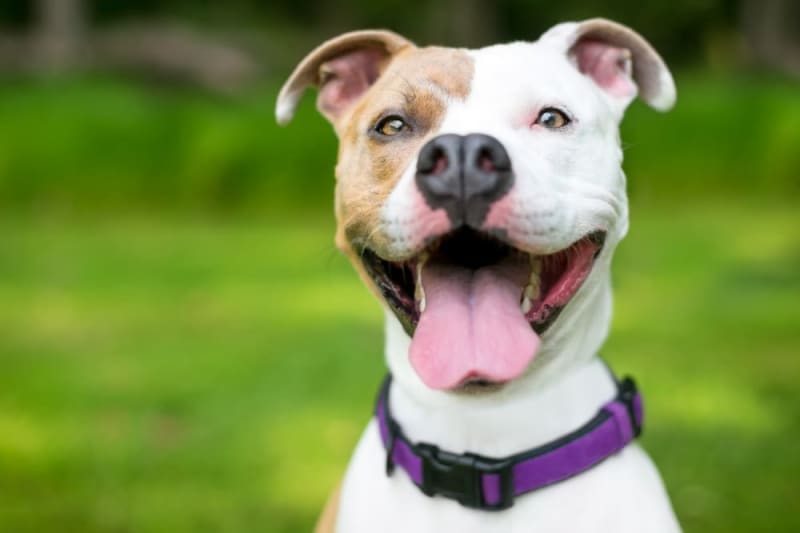 Debunking the Dog's Mouth Being Cleaner Than a Human's Myth