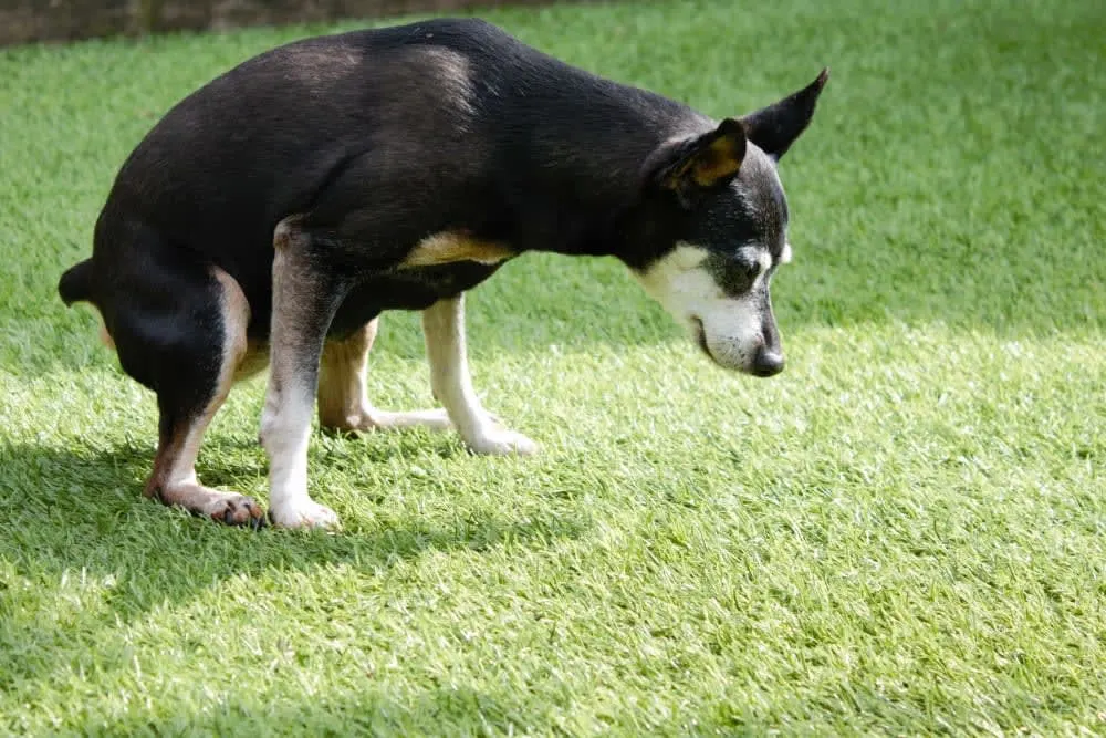 Constipation in Dogs: Symptoms, Causes & What to Do