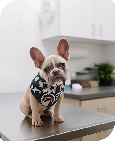 French Bulldog puppy waiting for a checkup at a modern animal clinic.