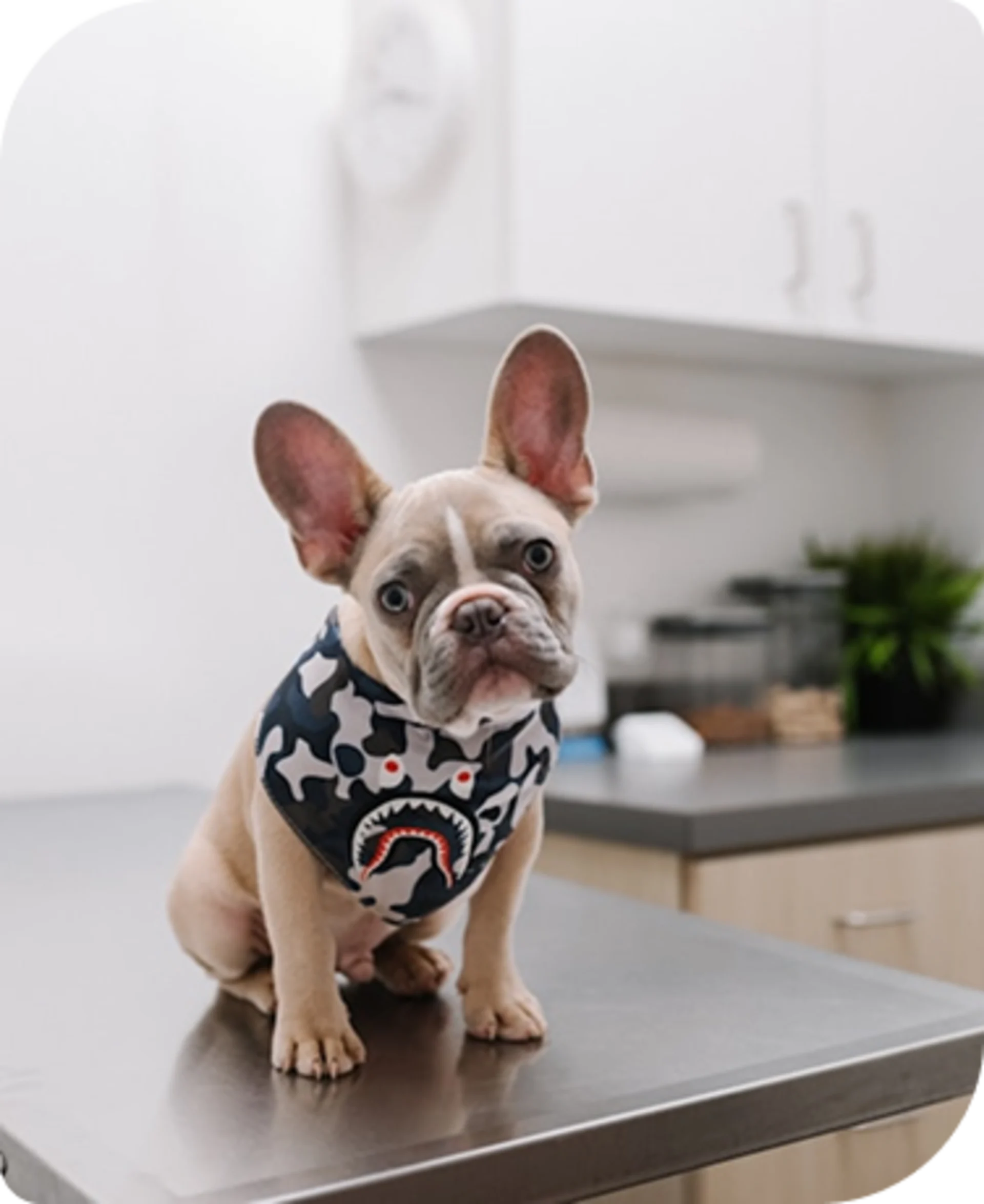 French Bulldog puppy waiting for a checkup at a modern animal clinic.