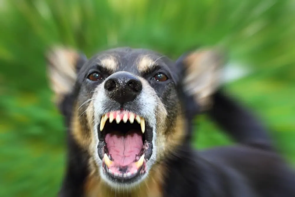 Can a Vaccinated Dog Get Rabies? Can a Vaccinated Dog Get Rabies?