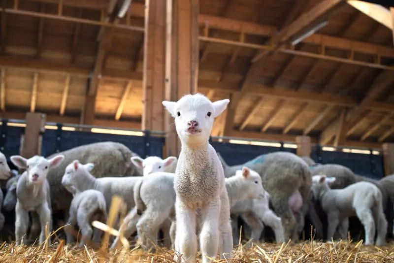 A group of fluffy white lambs in a barn with wooden rafters and straw on the floor; one lamb in the foreground looks directly at the camera with a curious expression.