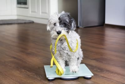 Is My Dog Overweight? Signs & What To Do Is My Dog Overweight? Signs & What To Do