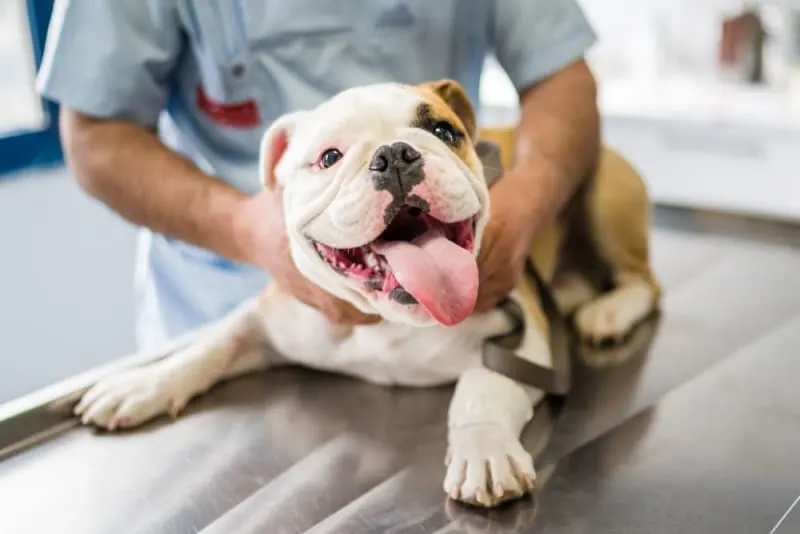 How to Recognize Diabetes in Pets How to Recognize Diabetes in Pets