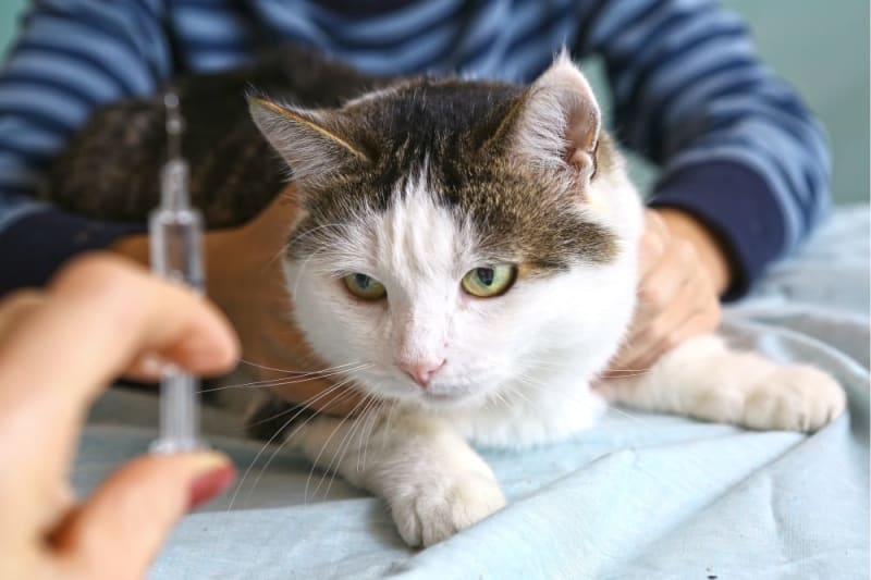 Cat Diabetes: Symptoms & Treatment