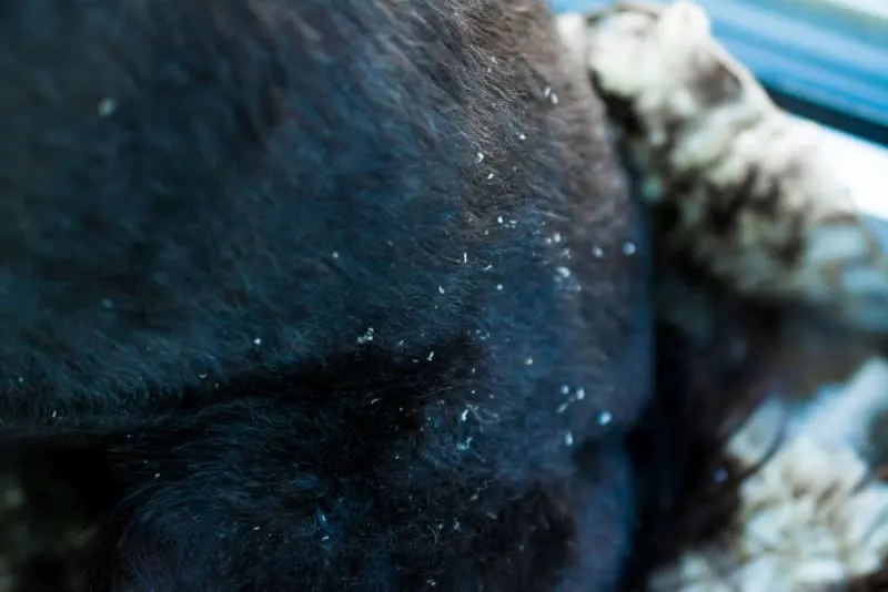Dandruff in Dogs: Causes & Treatment Dandruff in Dogs: Causes & Treatment