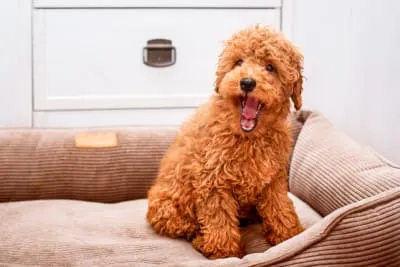 Common Dental Issues in Dogs