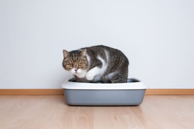 Constipation in Cats: Causes, Symptoms & Treatment Constipation in Cats: Causes, Symptoms & Treatment