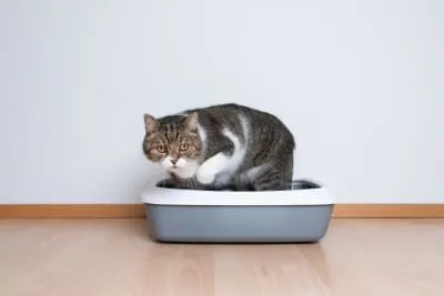 Constipation in Cats: Causes, Symptoms & Treatment