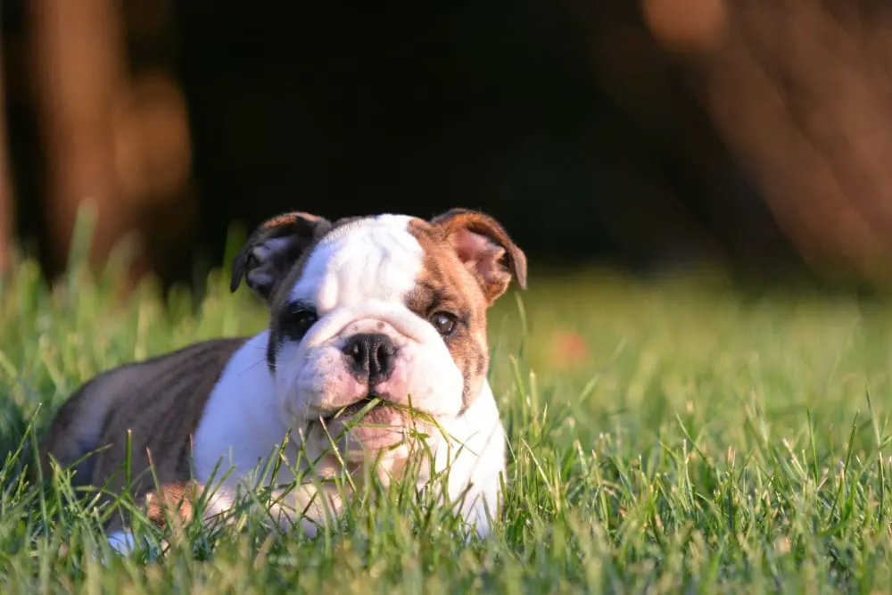 Why is my dog eating grass? Why is my dog eating grass?