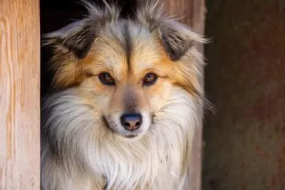 What To Look For In Dog Boarding