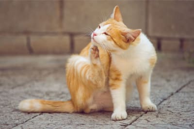 Ear Mites in Cats: Causes, Treatment & Prevention