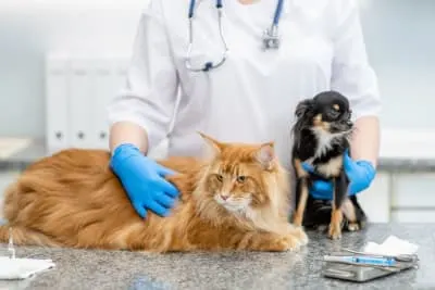 Routine Vet Exams - Why are Regular Veterinary Checkups Important?