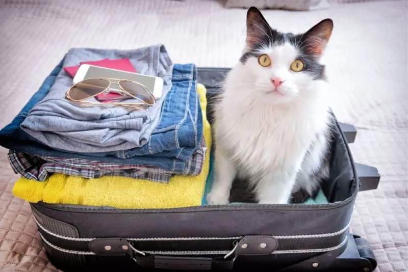 How to Travel With a Cat: Tips For a Low Stress Trip