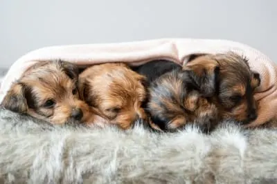 Deciding on the Best Method of Artificial Insemination