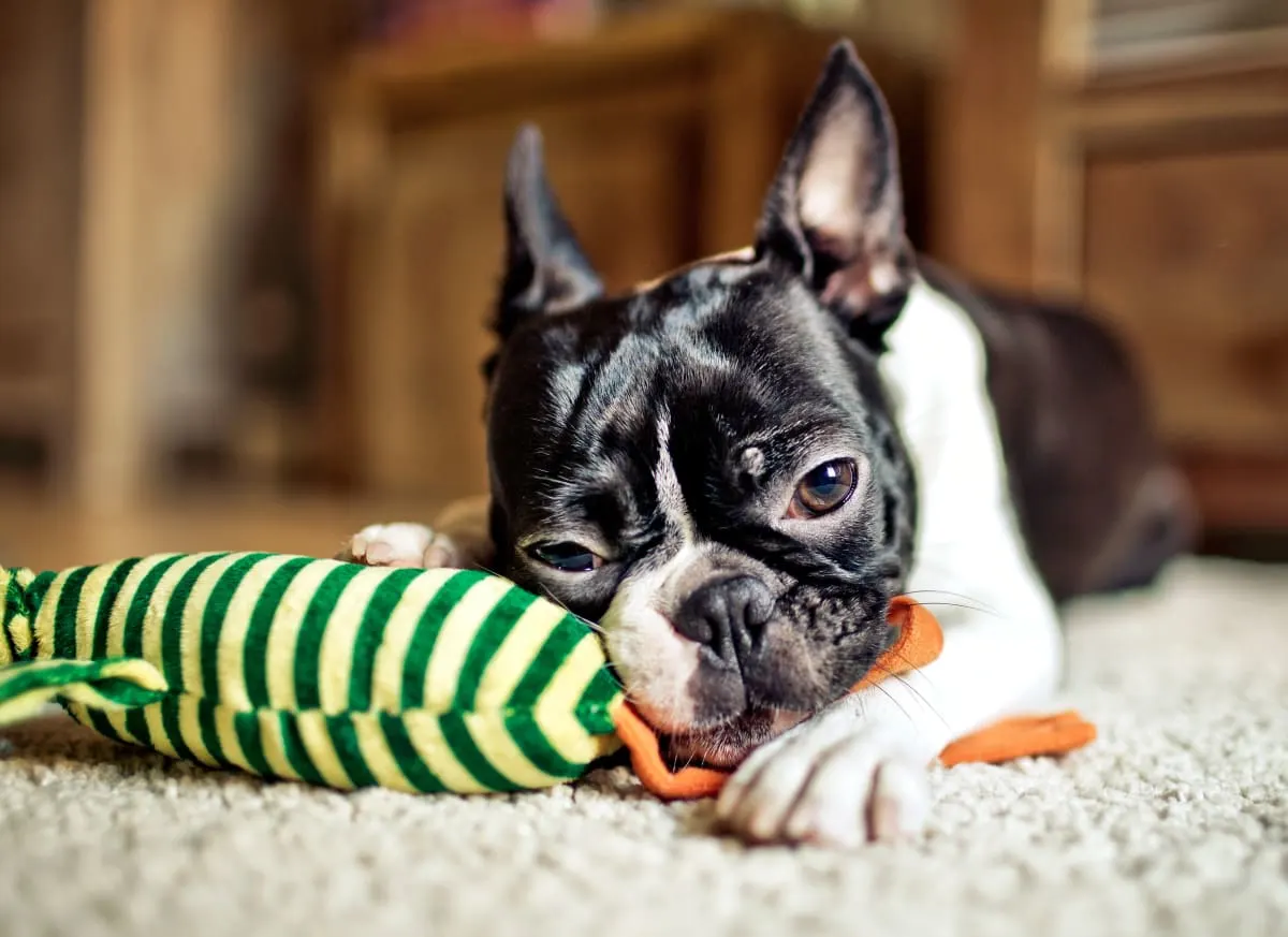 Signs Your Pet Is Chocking & What To Do Signs Your Pet Is Chocking & What To Do