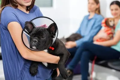 Advice on Caring For Your Pet After Surgery