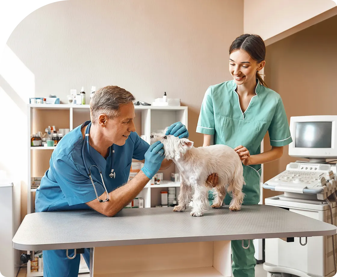A male veterinarian in blue scrubs examines a small white dog's face on an exam table, while a female technician in green scrubs assists next to an ultrasound machine.