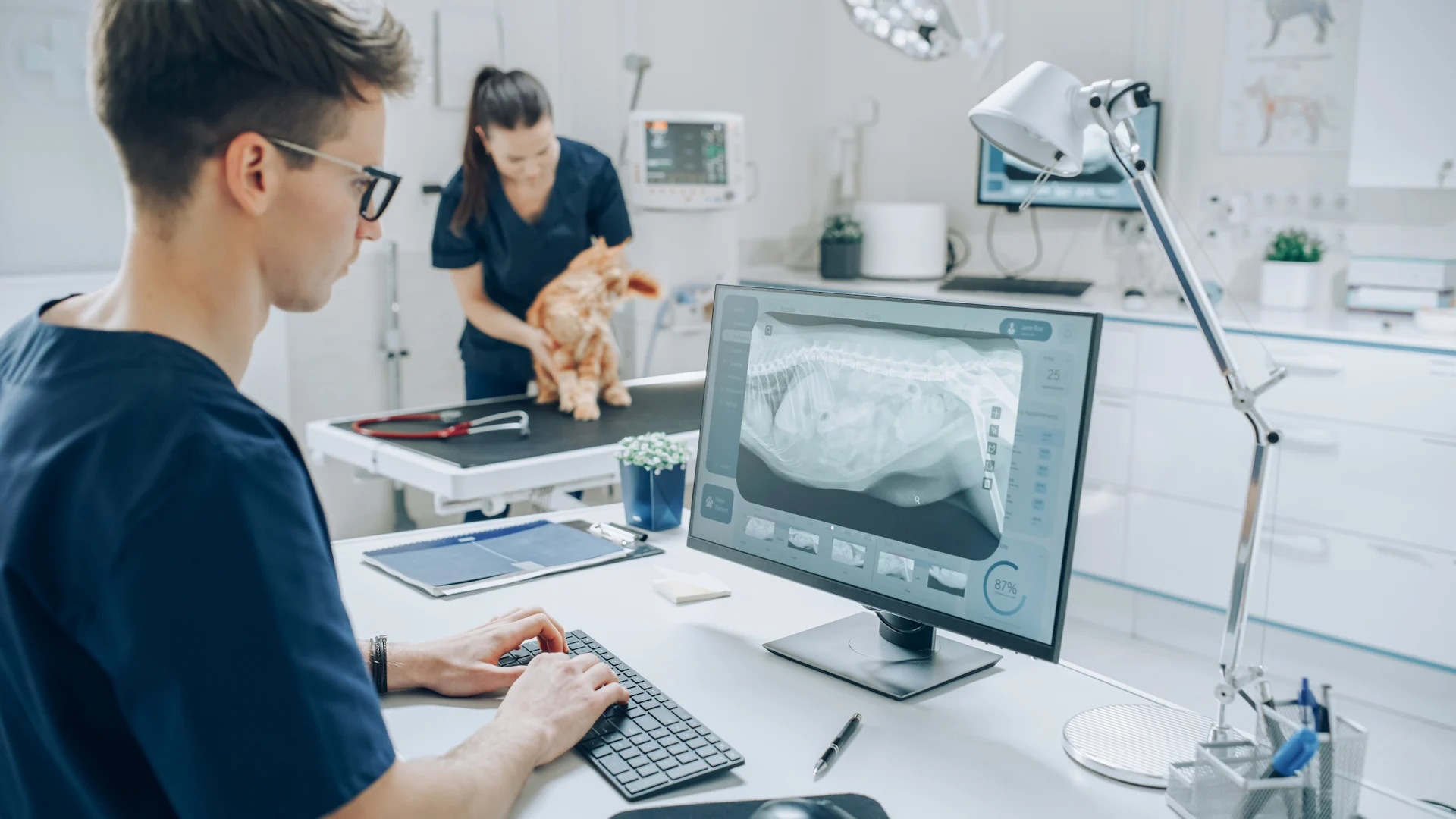 specialized veterinarian working on computer