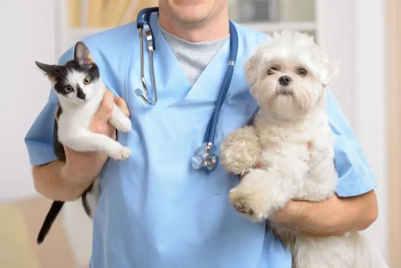 6 Benefits of Pet Wellness Plans