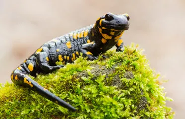 Fire salamander perched on a moss-covered rock in a natural environment.