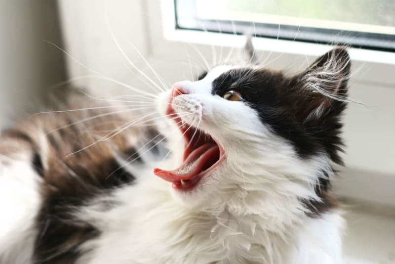 Preventing Dental Disease in Cats