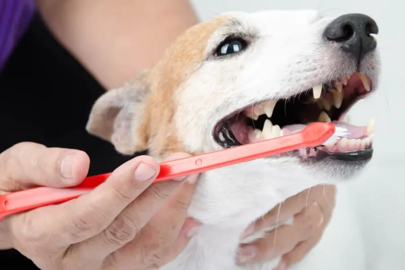 What To Expect From A Dog Tooth Extraction