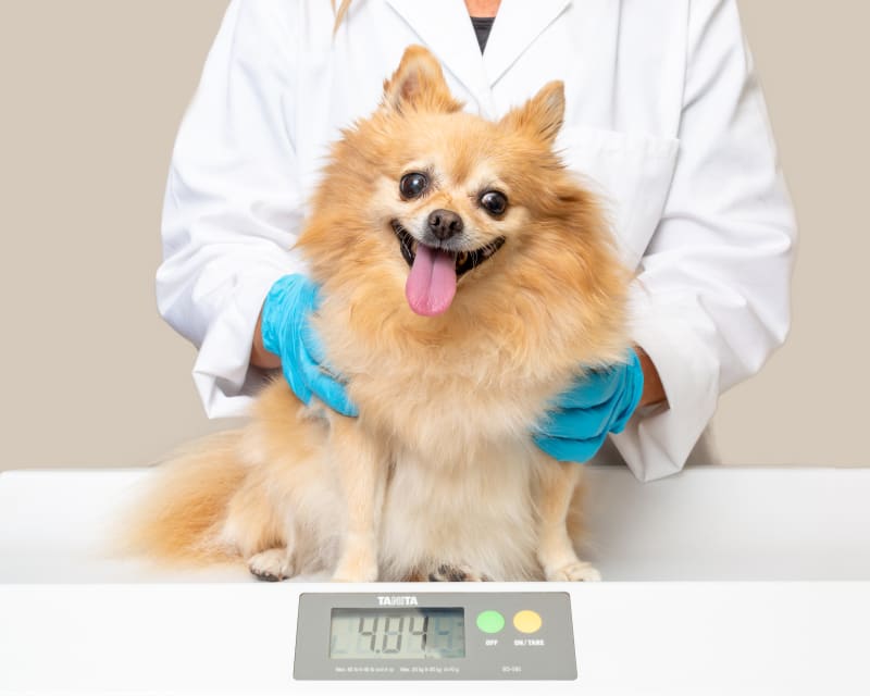 Is My Dog Overweight? Is My Dog Overweight?