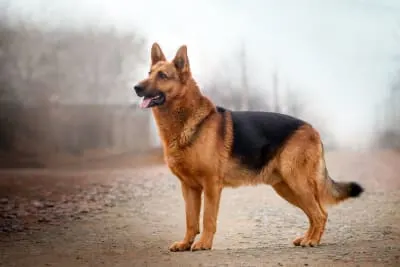 Osteoarthritis in Dogs - Symptoms & Pain Management