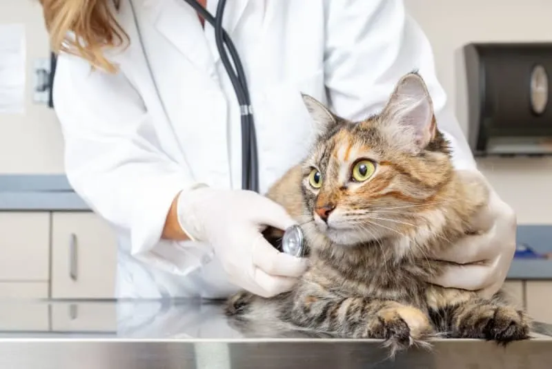 Veterinary professional in a white coat and gloves using a stethoscope to listen to the heart and lungs of a long-haired calico cat during a routine check-up
