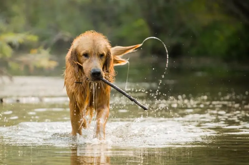 Common Parasites in Dogs Common Parasites in Dogs