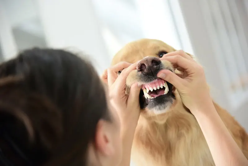 Professional Dog Dental Cleaning
