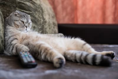 Is my cat overweight? Signs, Symptoms, & What to Do