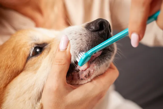 A close-up of a person using a blue-handled toothbrush to clean the side teeth of a tan and white dog, while gently holding the dog's muzzle steady.