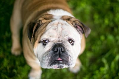 Constipation in Dogs - What To Do