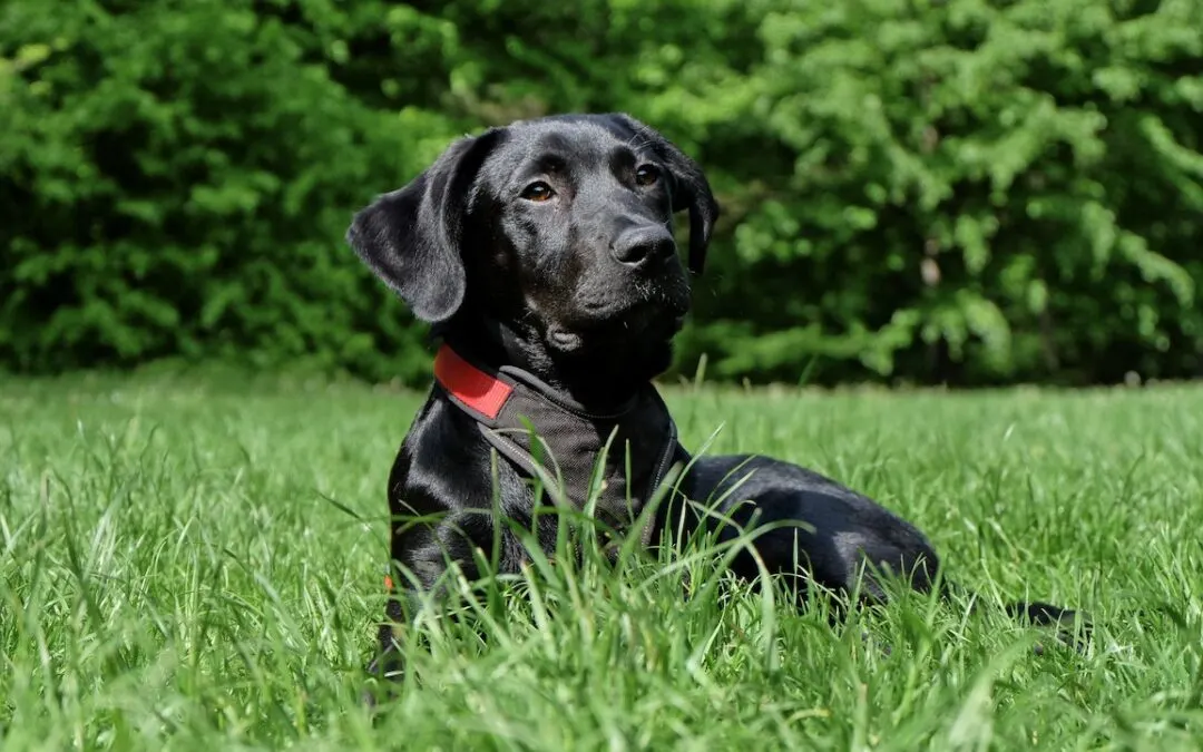 A black Labrador Retriever wearing a red collar, lying alertly in a field of tall green grass with lush trees in the background.