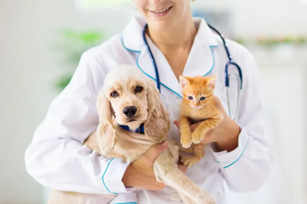 Making the Most of Your Pet's Routine Exam: What to Ask Your Vet Making the Most of Your Pet's Routine Exam: What to Ask Your Vet