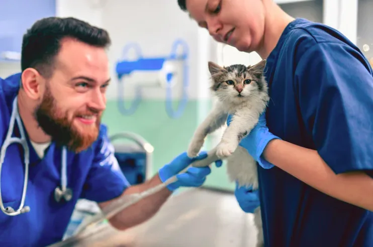 doctor ultrasound with cat