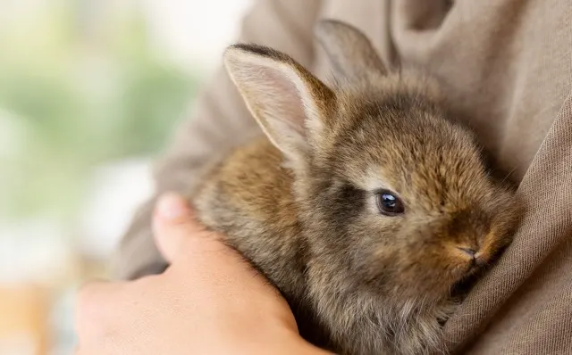 A close-up of a small, fluffy brown rabbit being held gently in a person's arms, looking toward the camera with alert ears and dark eyes.