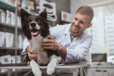 Pet Routine Care Checklist