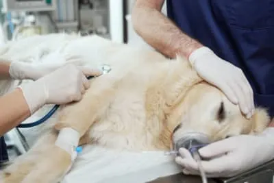 How to Prep Your Dog for Surgery How to Prep Your Dog for Surgery