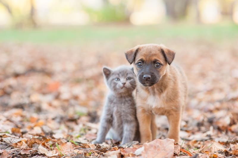 Can A Puppy & Kitten Grow Up Together?